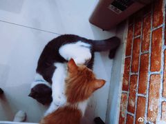 -名猫咖啡馆·撸猫·拼豆