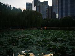 -团结湖公园