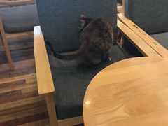 -猫的天空之城概念书店(杭州南宋御街店)