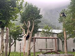 -卧龙中华大熊猫苑神树坪基地