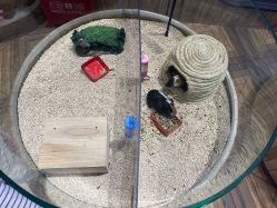 -卡通尼·Safari非洲探索乐园·生日会(金桥国际商业广场店)