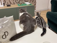 -飞行喵MR PILOT|猫舍·猫咖(静安大融城店)