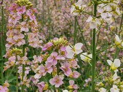 -中国天府农业博览园