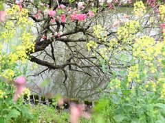 -南汇桃花村
