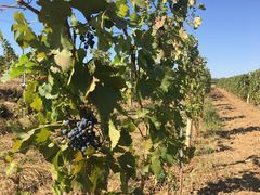 -丹世红酒庄·烧烤·团建·婚礼·水上运动