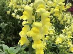 -松山湖梦幻百花洲