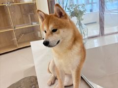 -共舞时光猫咖·狗咖(新街口店)
