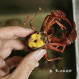 虾糕金黄，虾肉弹嫩，麻辣鲜香
