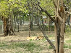 -北京野生动物园