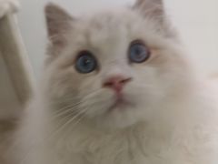 -猫冇咖·家门口的撸猫馆(大融城店)