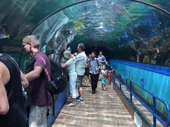 -悉尼海洋生物水族馆