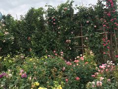 -三圣花乡旅游区