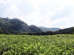 -中国茶叶博物馆(双峰馆区)