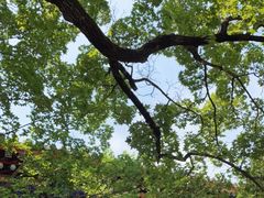 -香山公园