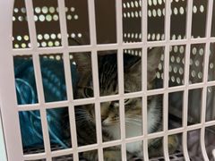 -瑞鹏宠物医院·普外科·影像科·皮肤科(城市山谷分院)