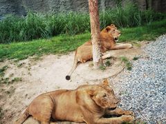 -北京野生动物园