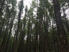 -塞罕坝国家级自然保护区