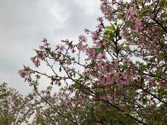-天适樱花悠乐园