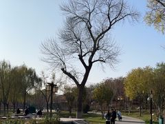 -西海子公园