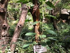 -大岭沟猕猴桃谷风景区