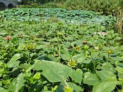 -玄武湖景区-情侣园游乐场