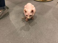 -飞行喵MR PILOT|猫舍·猫咖(静安大融城店)