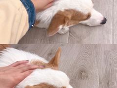 -浣熊柯尔鸭土拨鼠·电玩咖