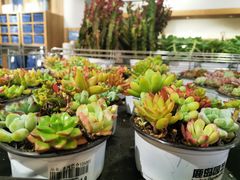 -鹿岛会员店 (龙湖三千集天街店)