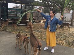 -鹿境梅花鹿生态园区