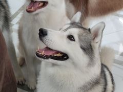 -星多哈·狗咖·拼豆·咖啡