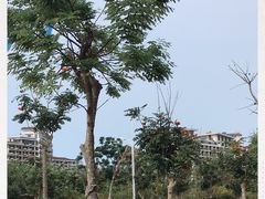 -三亚湾海居铂尔曼度假酒店