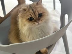 -豆逗聊愈猫阁Easy Life