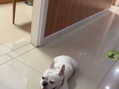 -宠福鑫动物医院(望京分院)