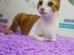 -创凡宠物医院·骨专科  猫科中心(西乡分院)