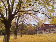 -千年银杏谷文化旅游区
