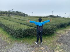 -雪绿茶博物馆