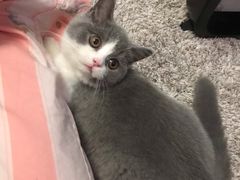 -猫大福·Fortune Cat猫舍(百子湾店)
