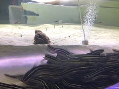 -哈尔滨波塞冬海底世界