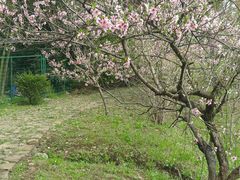 叆叇岭边上的亭子，有地方可以进去山里面-旺山景区