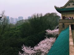 -武汉大学-樱园