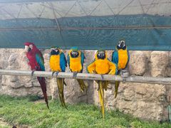 -西霞口神雕山野生动物世界