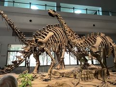 -自贡恐龙博物馆