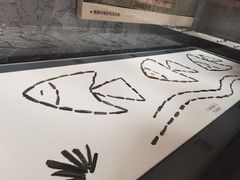 -巴音郭楞蒙古自治州博物馆