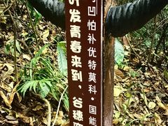 -西双版纳基诺山寨