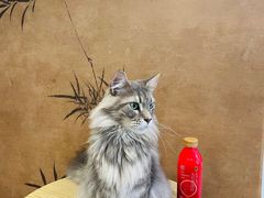 -楼上猫咖(罗湖店)