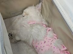 -纳吉亚猫专科动物诊疗中心(蒋宅口分院)