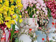-溪岸路花鸟市场