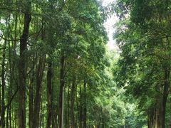 -龙头寺公园