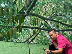 -都念榴莲·城市榴莲