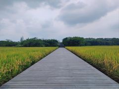 -良渚古城遗址公园